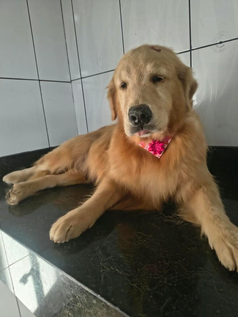 Tash, cachorro de porte médio para adoção em Ibiúna - SP — foto 3 de 3