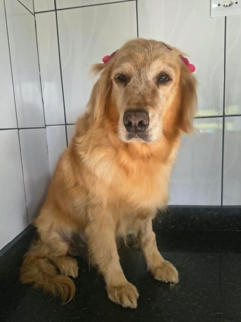 Flor, cachorro de porte médio para adoção em Ibiúna - SP