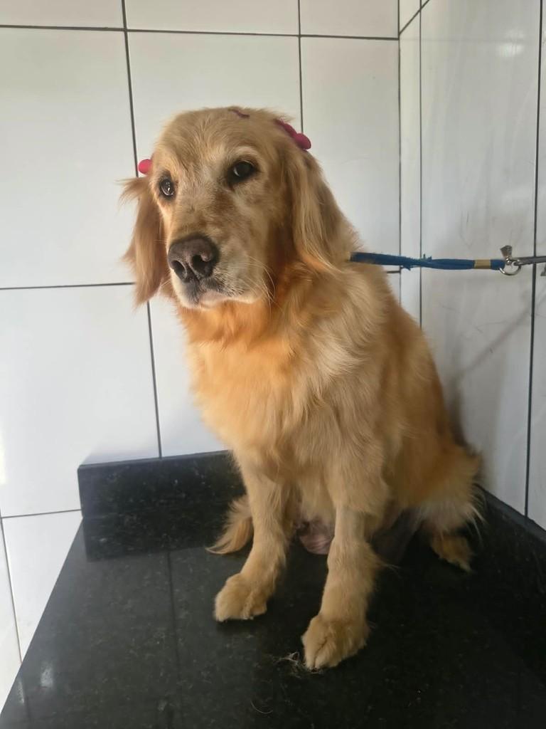 Flor, cachorro de porte médio para adoção em Ibiúna - SP — foto 2 de 2