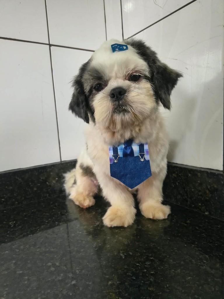 Bombom, cachorro de porte pequeno para adoção em Ibiúna - SP