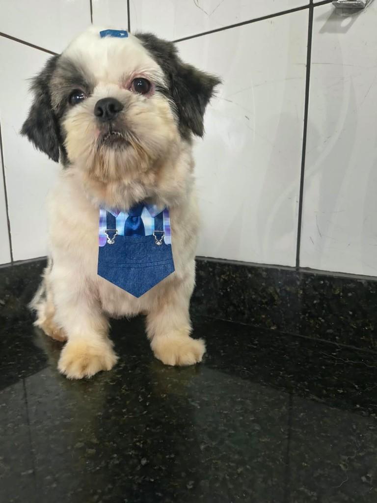 Bombom, cachorro de porte pequeno para adoção em Ibiúna - SP — foto 2 de 2