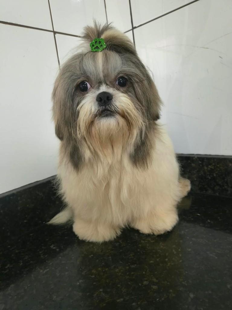 Messi, cachorro de porte pequeno para adoção em Ibiúna - SP