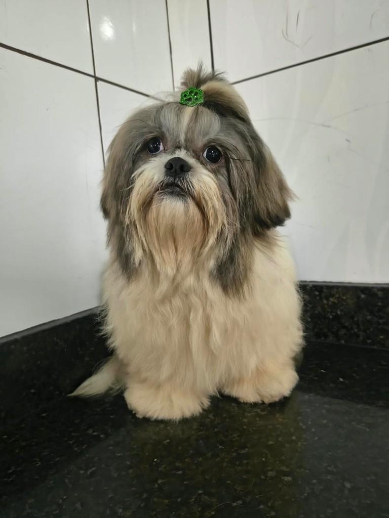 Messi, cachorro de porte pequeno para adoção em Ibiúna - SP — foto 2 de 2