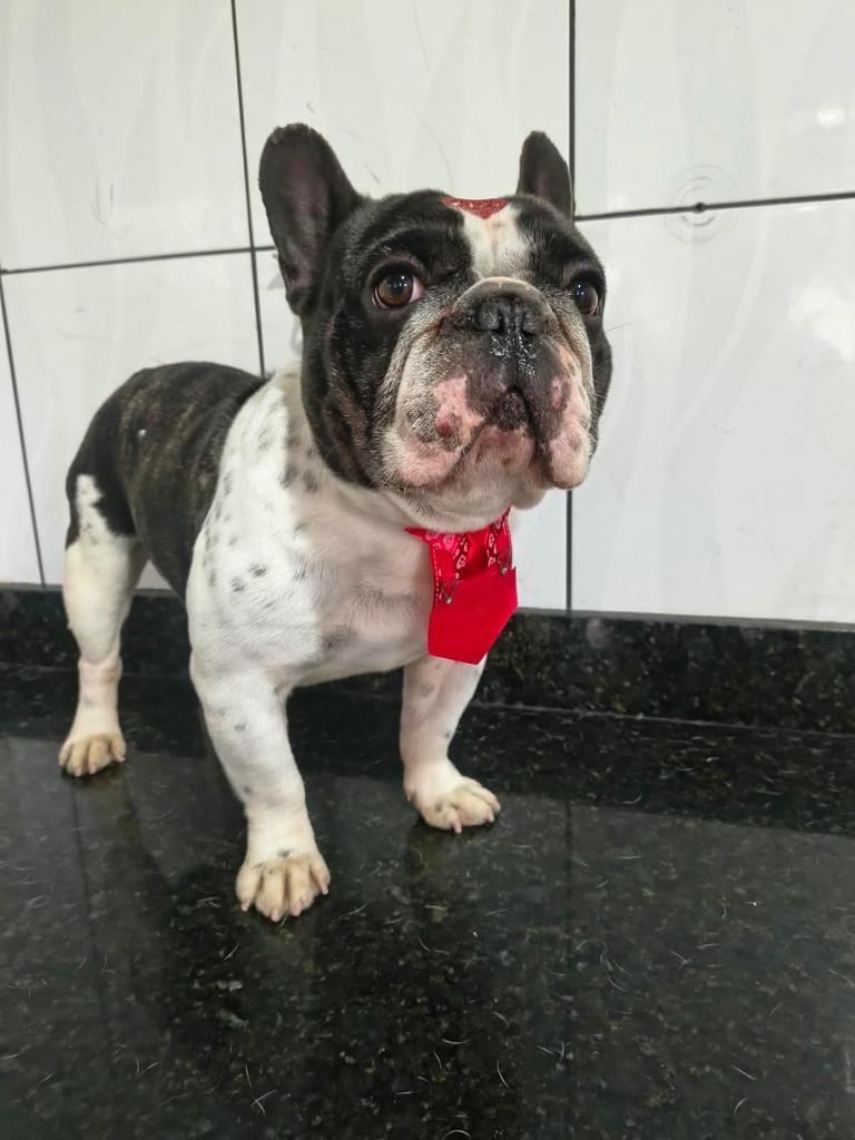 Pingo, cachorro de porte pequeno para adoção em Ibiúna - SP