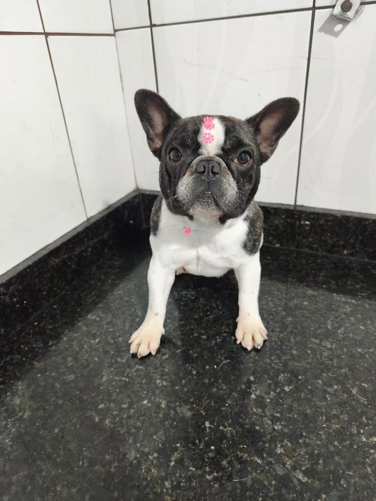 Teca, cadela de porte pequeno para adoção em Ibiúna - SP