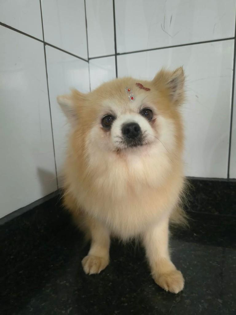 Luli, cadela de porte pequeno para adoção em Ibiúna - SP