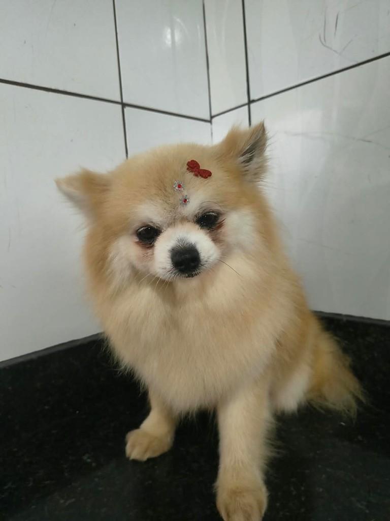 Luli, cadela de porte pequeno para adoção em Ibiúna - SP — foto 2 de 2