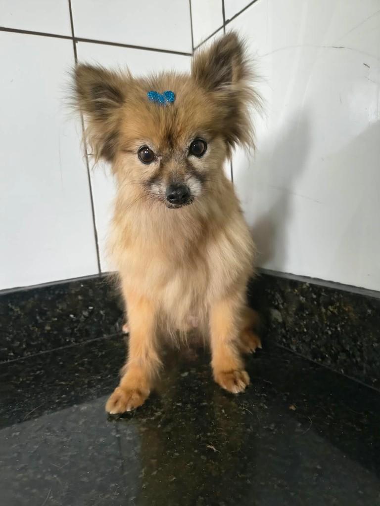 Fifi, cadela de porte pequeno para adoção em Ibiúna - SP