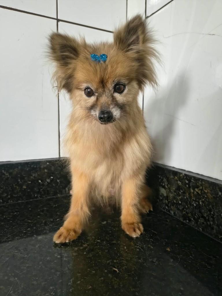 Fifi, cadela de porte pequeno para adoção em Ibiúna - SP — foto 2 de 2