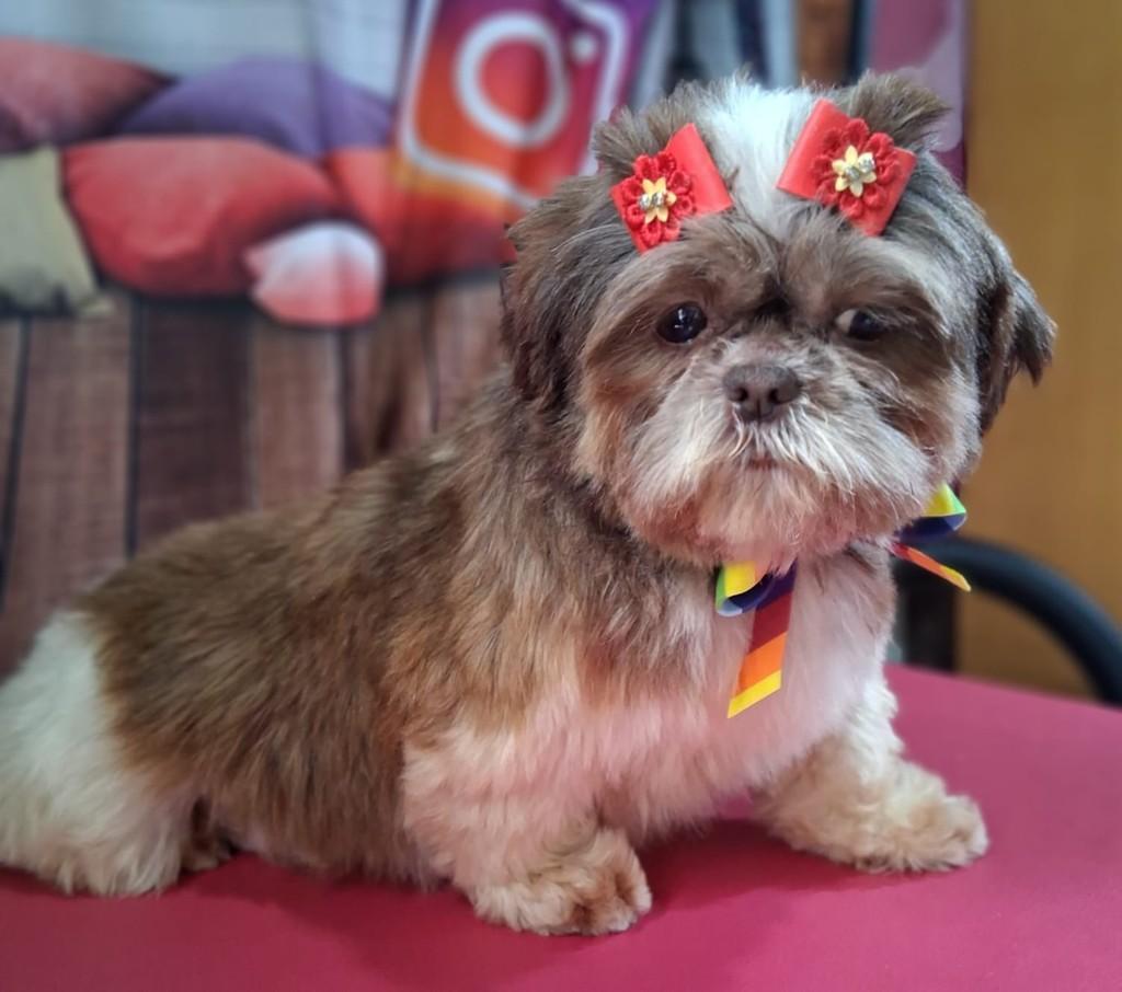 Maisa, cadela de porte pequeno para adoção em Ibiúna - SP