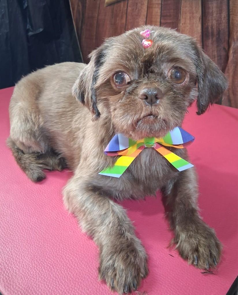 Cockie, cadela de porte pequeno para adoção em Ibiúna - SP