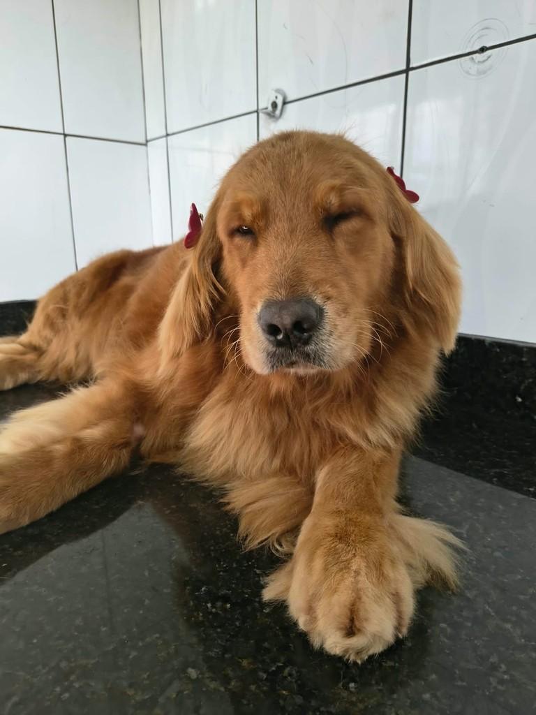 Julie, cadela de porte grande para adoção em Ibiúna - SP