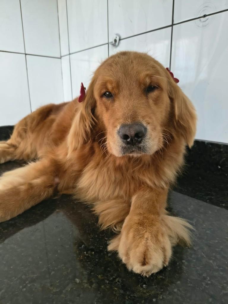 Julie, cadela de porte grande para adoção em Ibiúna - SP — foto 2 de 3