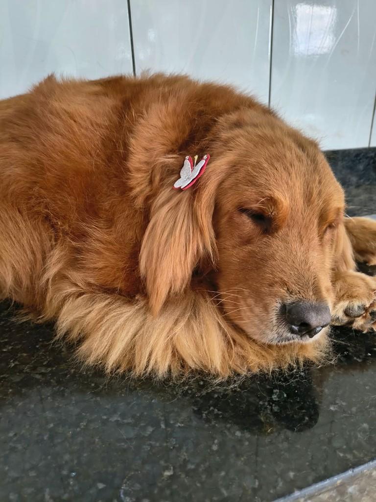 Julie, cadela de porte grande para adoção em Ibiúna - SP — foto 3 de 3
