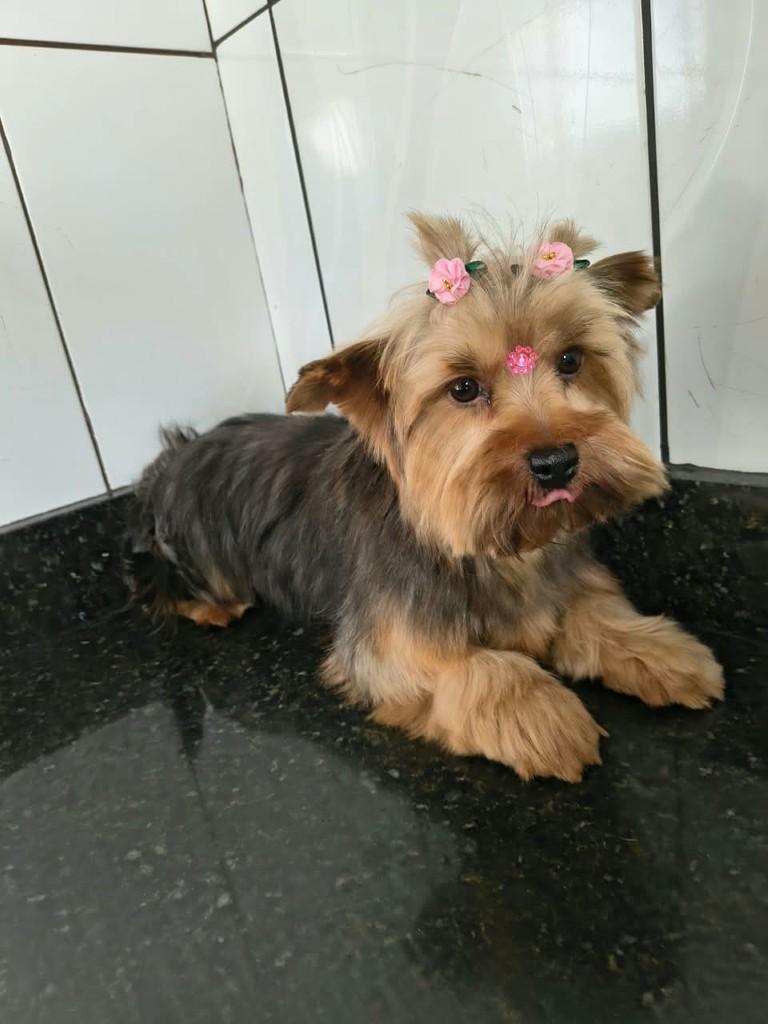 Fofinha, cachorro de porte pequeno para adoção em Ibiúna - SP