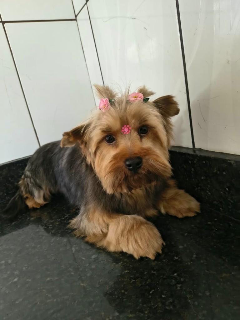 Fofinha, cachorro de porte pequeno para adoção em Ibiúna - SP — foto 2 de 2