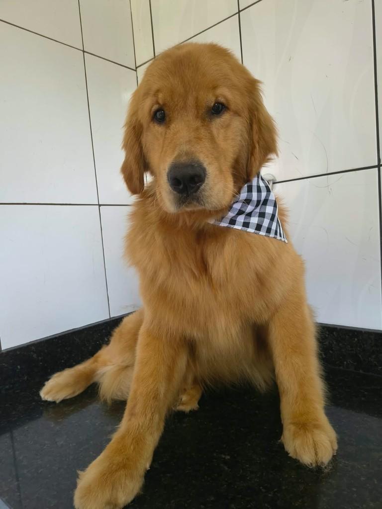Marrone, cachorro de porte médio para adoção em Ibiúna - SP