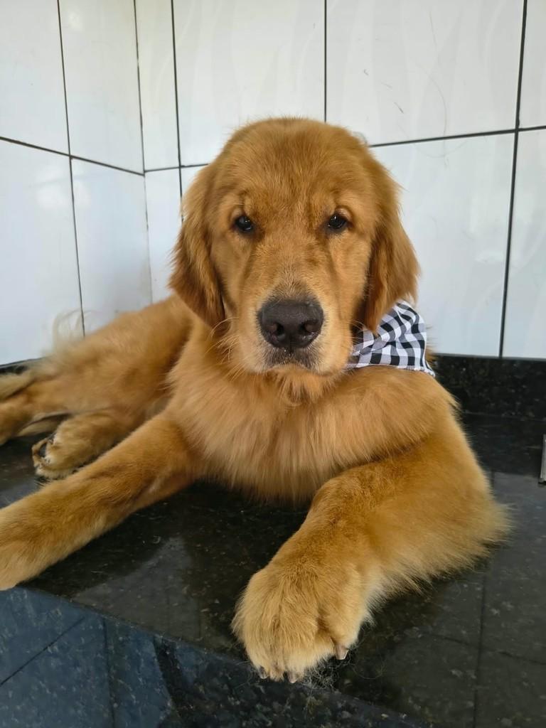 Marrone, cachorro de porte médio para adoção em Ibiúna - SP — foto 2 de 2