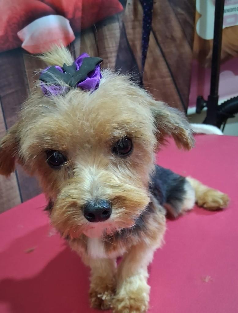 Paçoquinha, cadela de porte pequeno para adoção em Ibiúna - SP