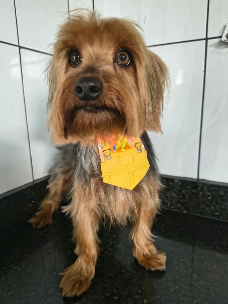 Matteo, cachorro de porte pequeno para adoção em Ibiúna - SP