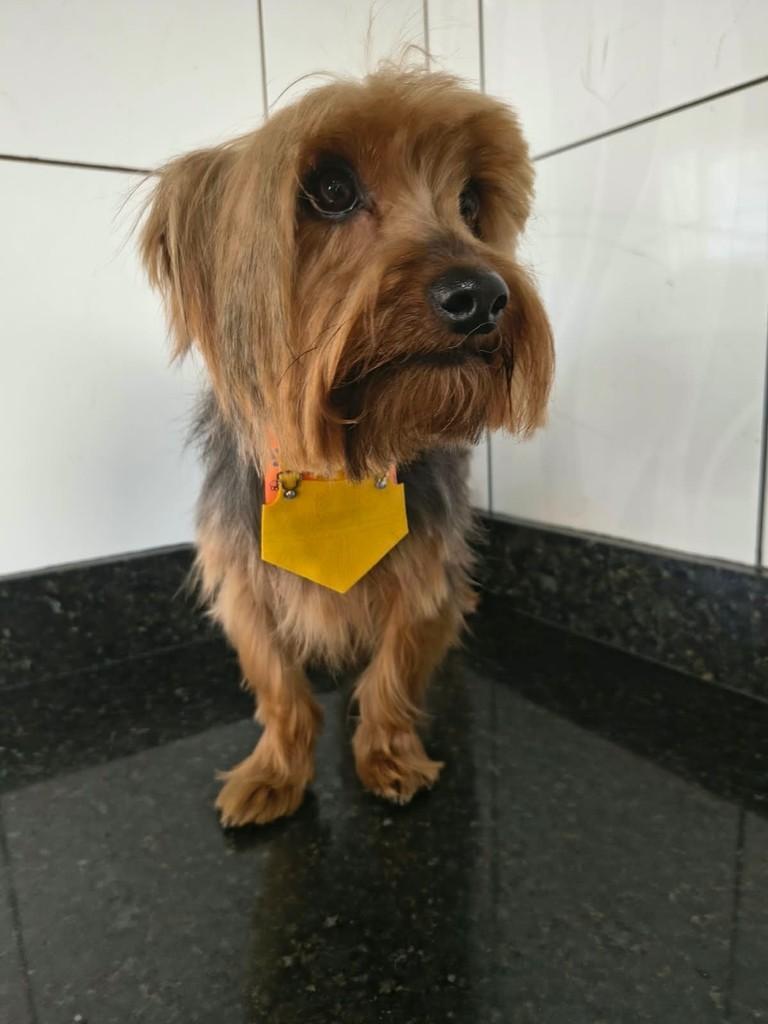 Matteo, cachorro de porte pequeno para adoção em Ibiúna - SP — foto 2 de 2