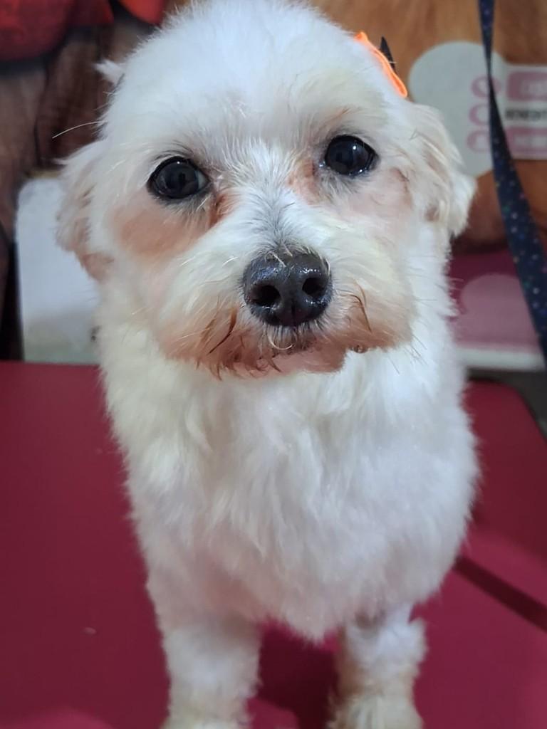Celina, cadela de porte pequeno para adoção em Ibiúna - SP