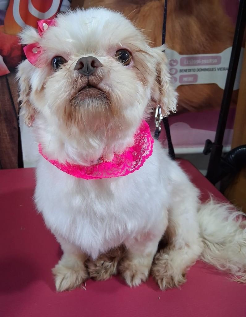 Charlote, cadela de porte pequeno para adoção em Ibiúna - SP