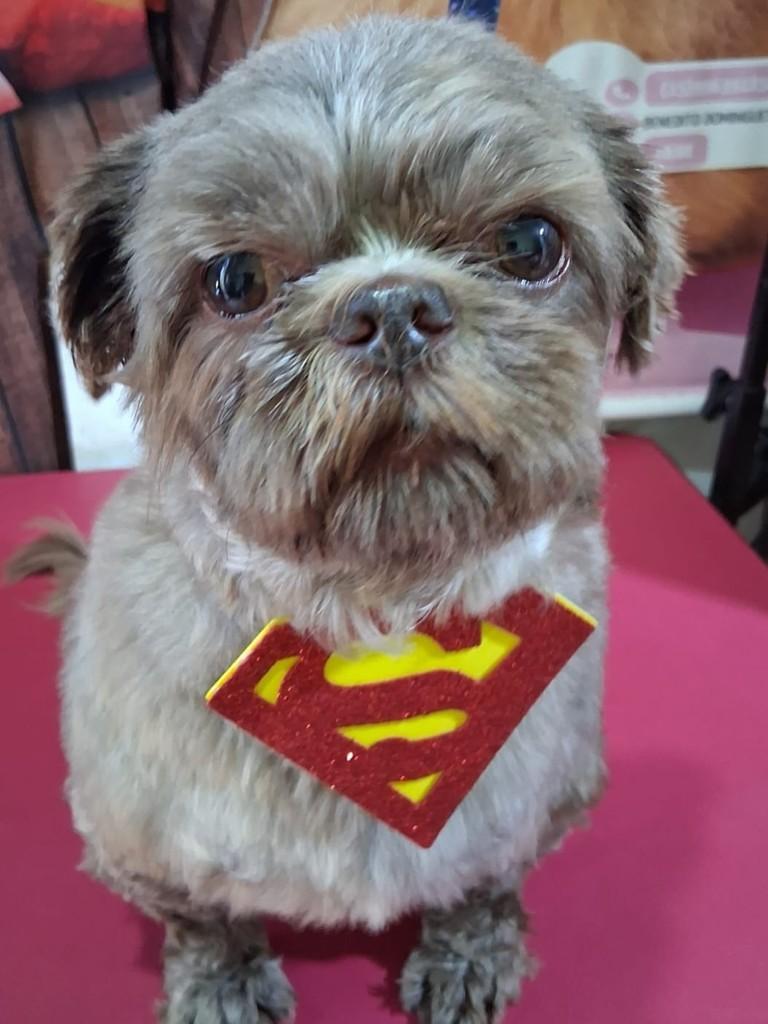 Toddy, cachorro de porte pequeno para adoção em Ibiúna - SP