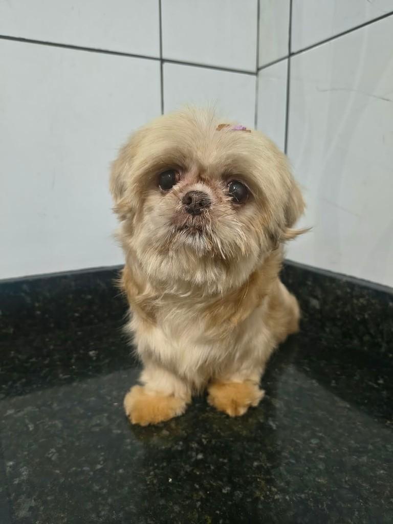 Princesa, cadela de porte pequeno para adoção em Ibiúna - SP