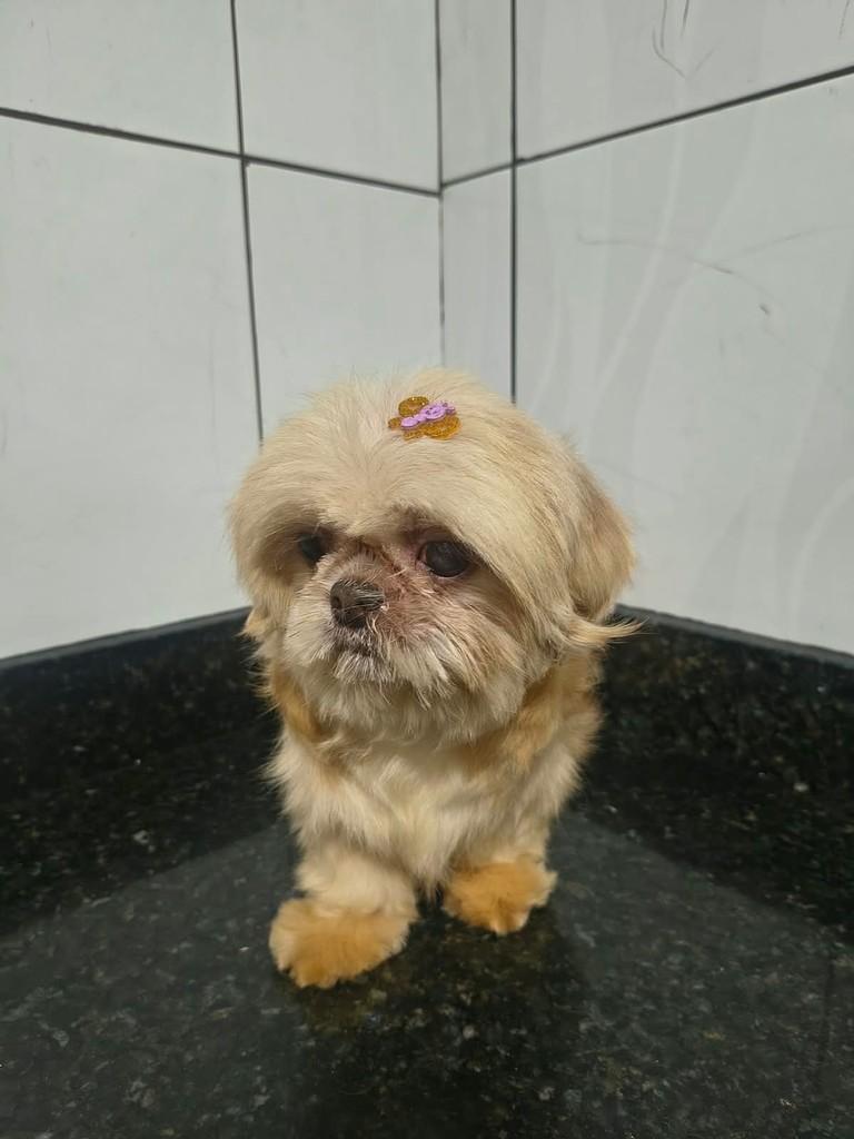 Princesa, cadela de porte pequeno para adoção em Ibiúna - SP — foto 2 de 2