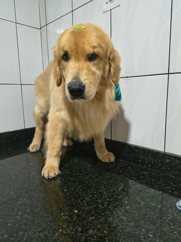 Buzz Lightyer, cachorro de porte médio para adoção em Ibiúna - SP