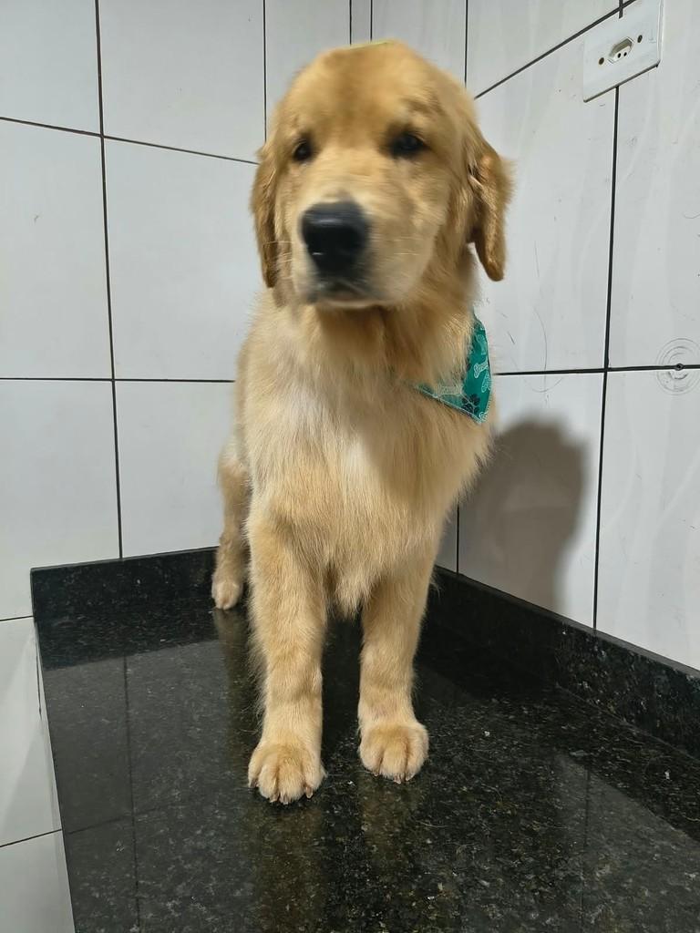 Buzz Lightyer, cachorro de porte médio para adoção em Ibiúna - SP — foto 2 de 2