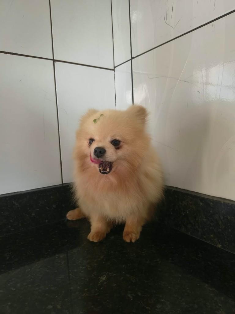 Riquinho, cachorro de porte pequeno para adoção em Ibiúna - SP