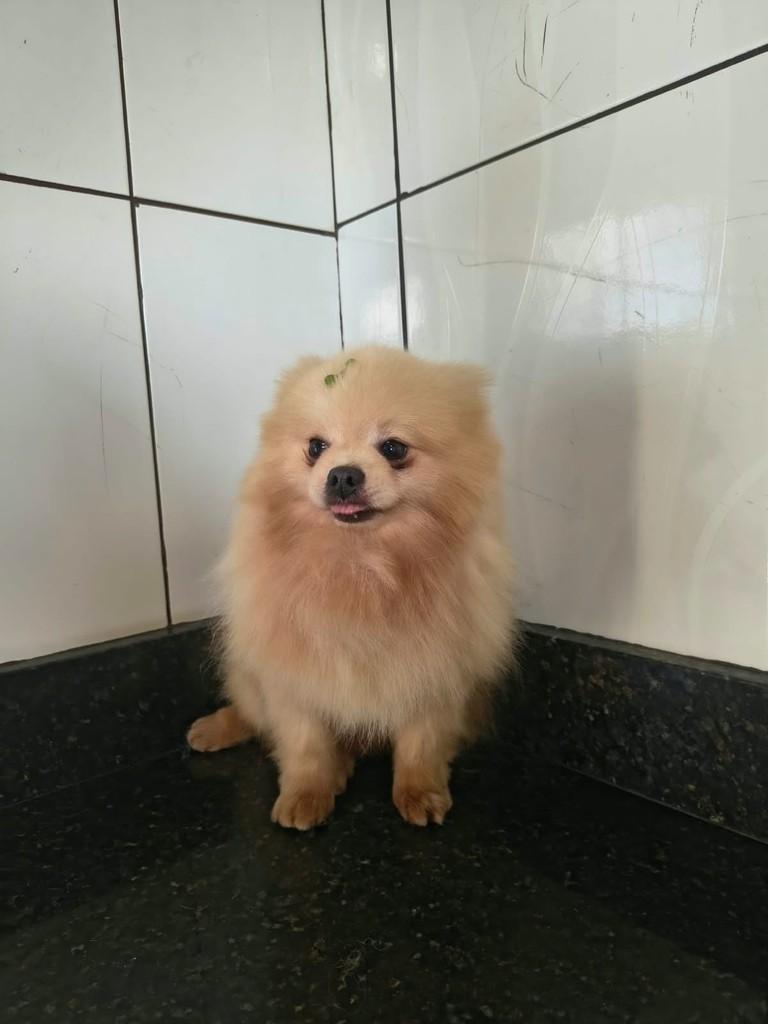 Riquinho, cachorro de porte pequeno para adoção em Ibiúna - SP — foto 2 de 2