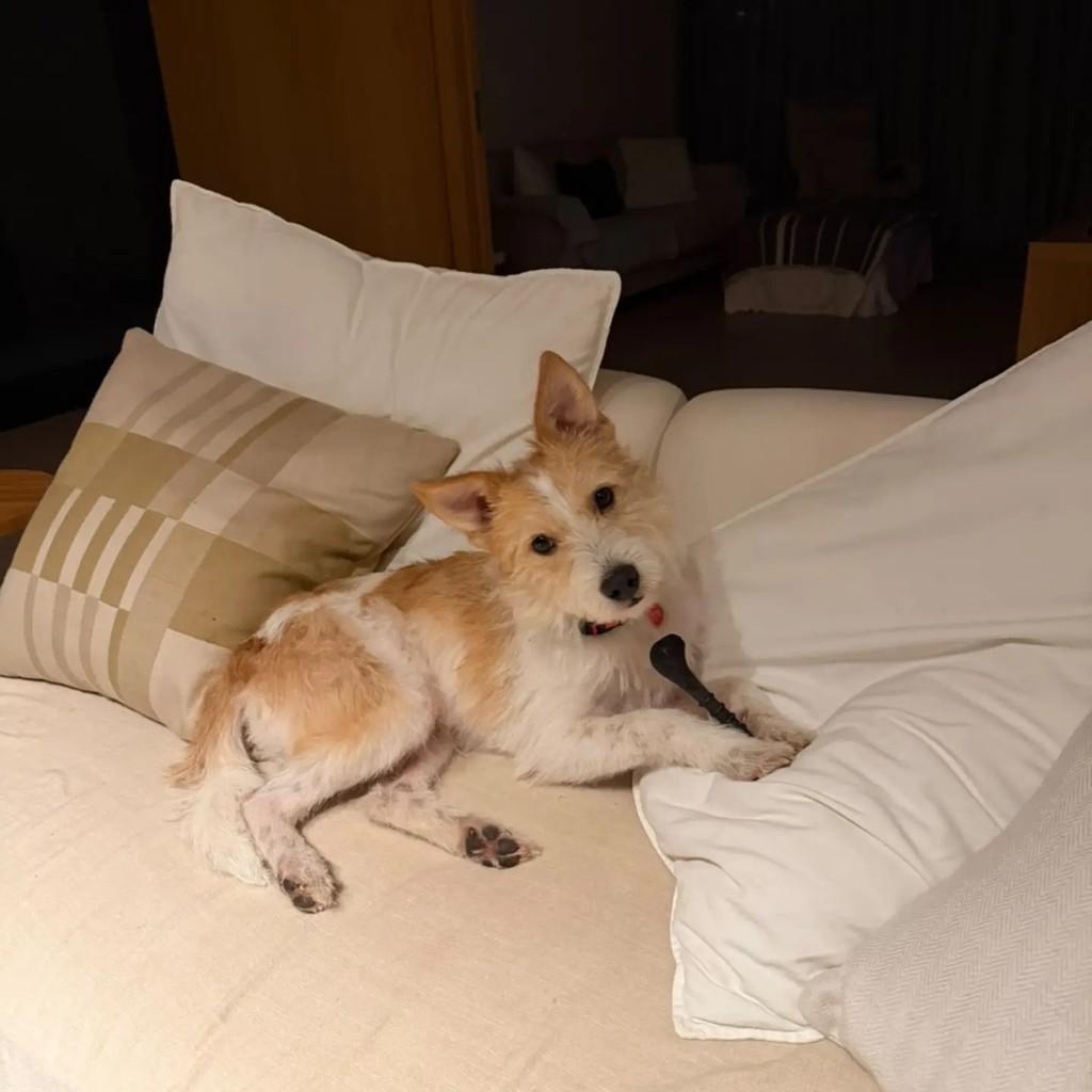 Duque, cachorro de porte pequeno para adoção em São Paulo - SP
