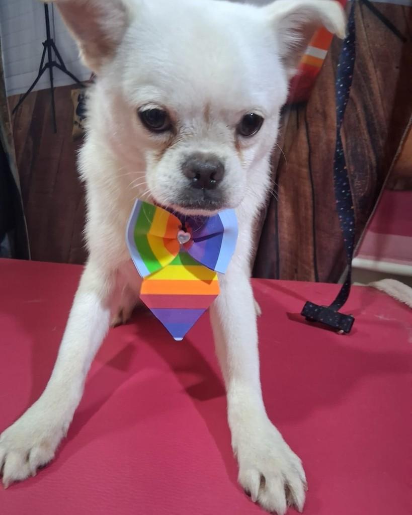 Rui, cachorro de porte pequeno para adoção em Ibiúna - SP
