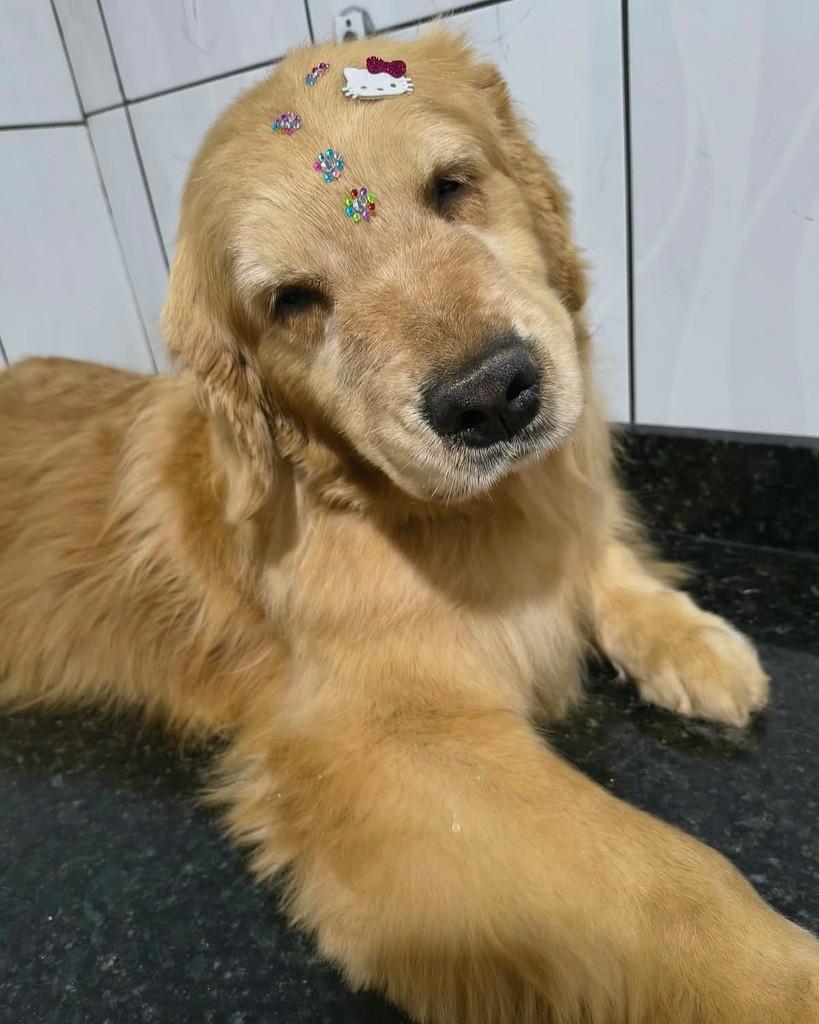 Princesa Lua, cadela para adoção em Ibiúna - SP — foto 2 de 3