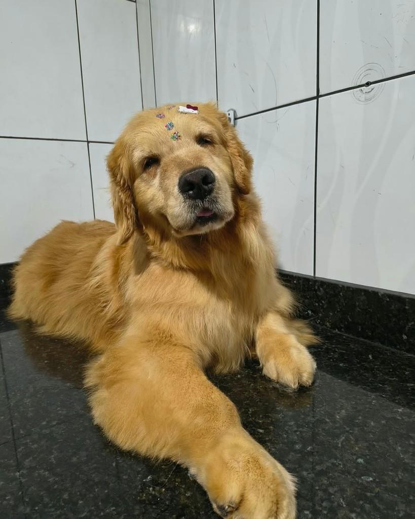 Princesa Lua, cadela para adoção em Ibiúna - SP — foto 3 de 3