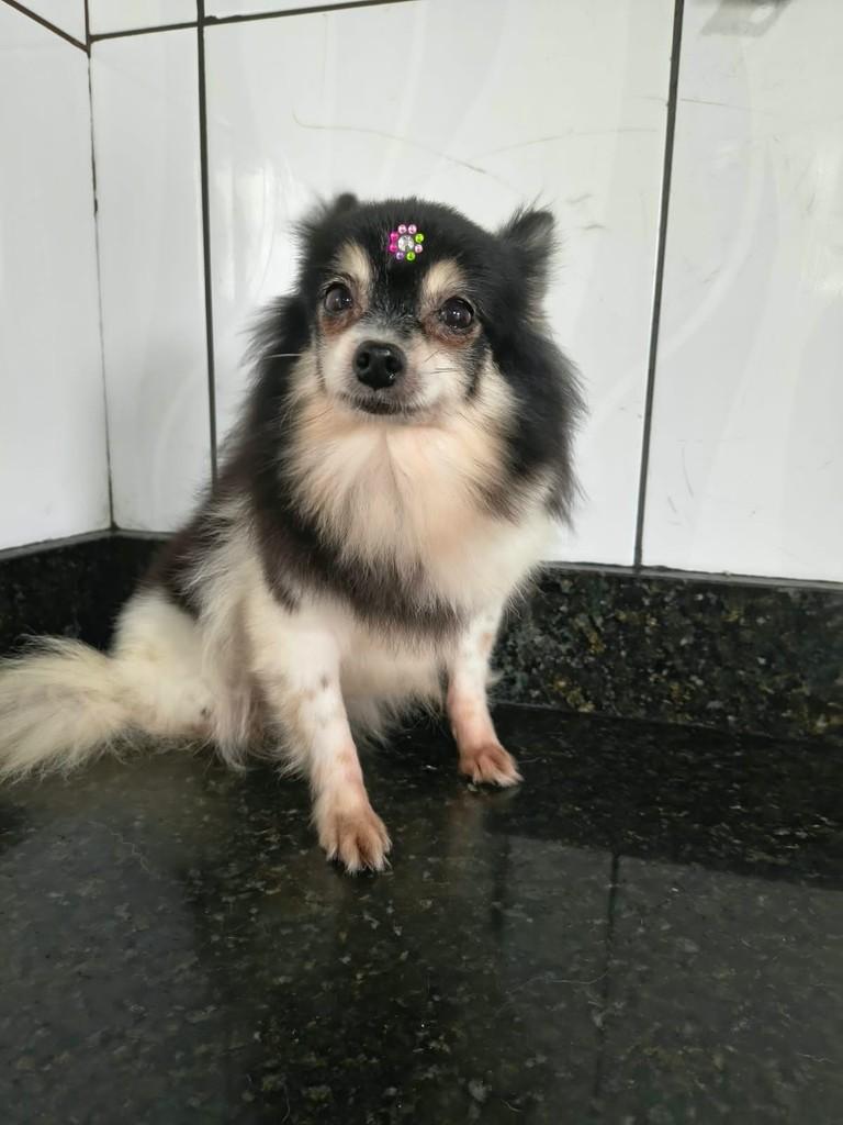 Liz, cadela de porte pequeno para adoção em Ibiúna - SP