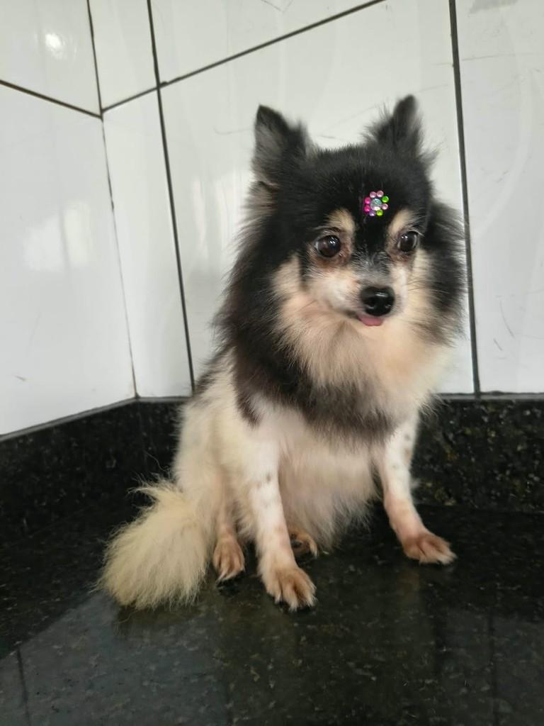 Liz, cadela de porte pequeno para adoção em Ibiúna - SP — foto 2 de 3