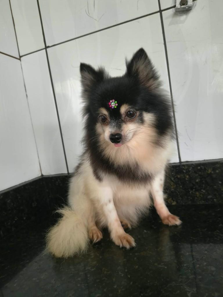 Liz, cadela de porte pequeno para adoção em Ibiúna - SP — foto 3 de 3