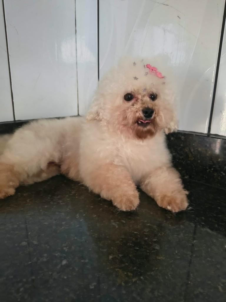 Fofinha, cadela de porte pequeno para adoção em Ibiúna - SP