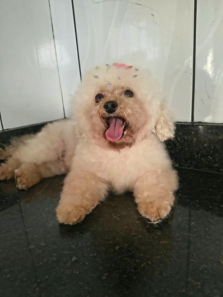 Fofinha, cadela de porte pequeno para adoção em Ibiúna - SP — foto 2 de 2