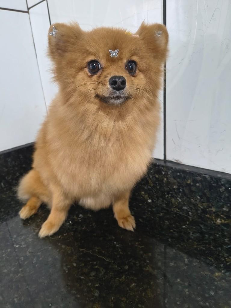 Cloe, cadela de porte pequeno para adoção em Ibiúna - SP
