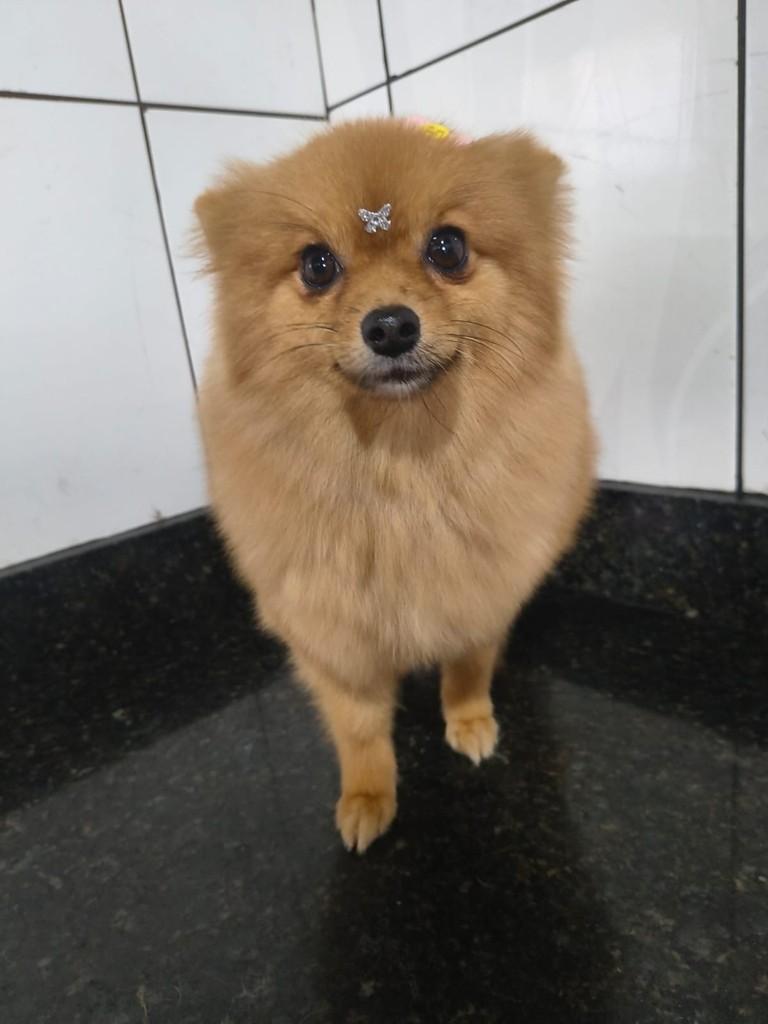 Cloe, cadela de porte pequeno para adoção em Ibiúna - SP — foto 2 de 2