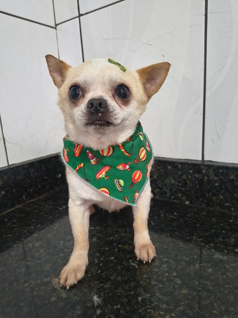 Tako, cachorro de porte pequeno para adoção em Ibiúna - SP