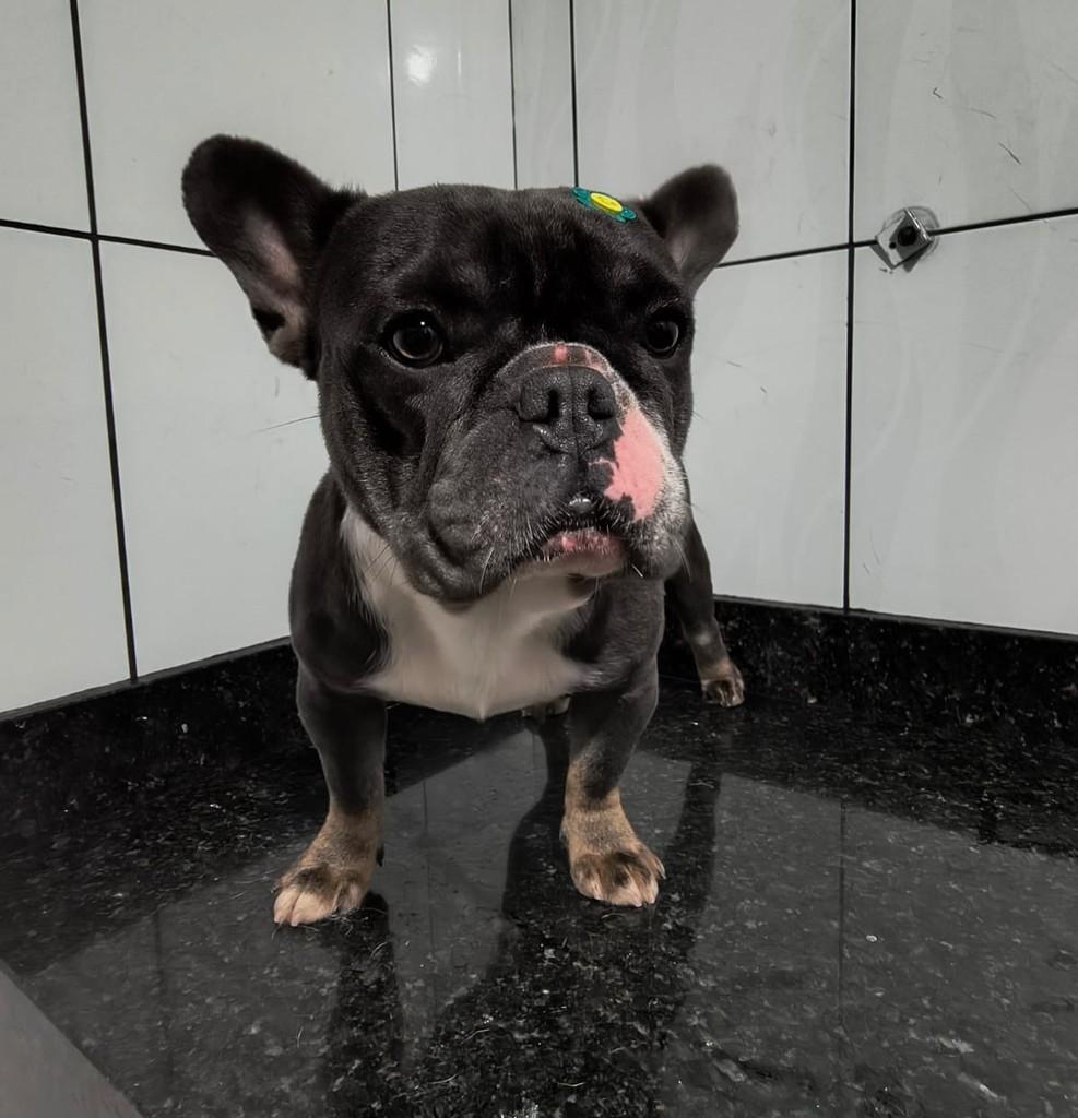 Tereza, cadela de porte pequeno para adoção em Ibiúna - SP