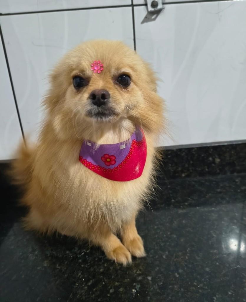 Mayara, cadela de porte pequeno para adoção em Ibiúna - SP