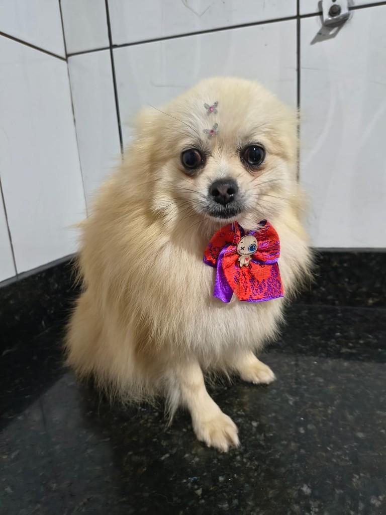 Maraisa, cadela de porte pequeno para adoção em Ibiúna - SP