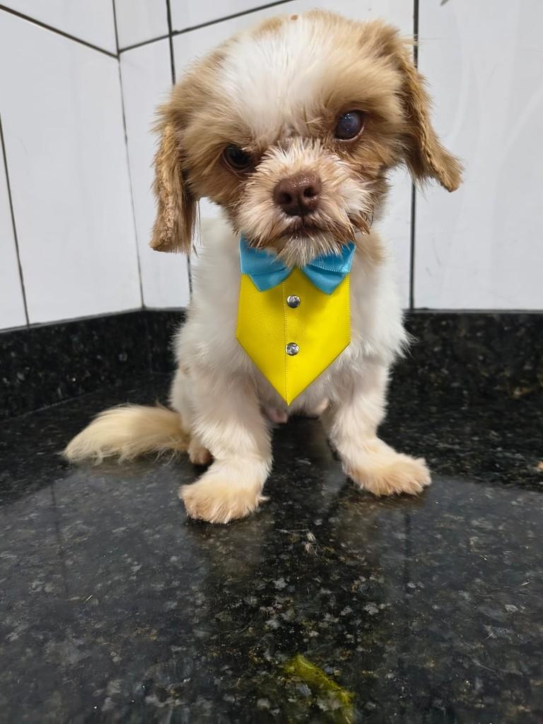 Tobias, cachorro de porte pequeno para adoção em Ibiúna - SP